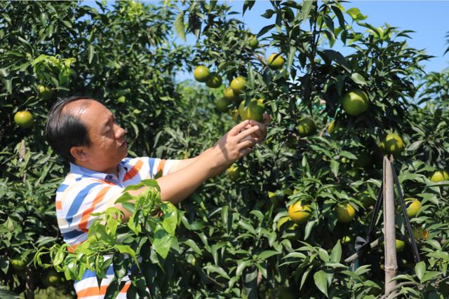 他可能是中國學(xué)歷最高“三霸”農(nóng)民卻回鄉(xiāng)種魏柑