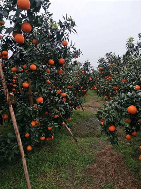 魏柑可能是這個(gè)季節(jié)最好吃的水果，90%的人都不知道