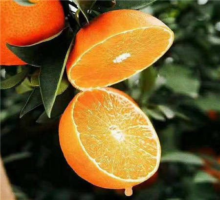 魏柑可能是這個(gè)季節(jié)最好吃的水果，90%的人都不知道