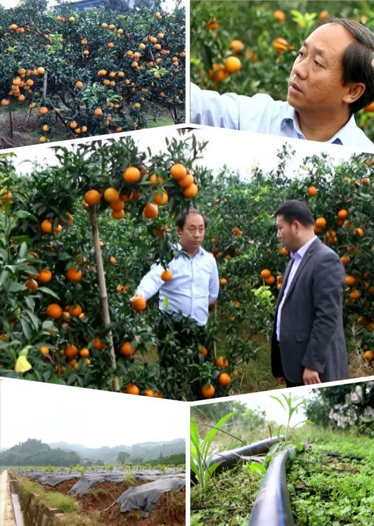 2月1日農(nóng)林衛(wèi)視4.png 2月1日農(nóng)林衛(wèi)視4.png